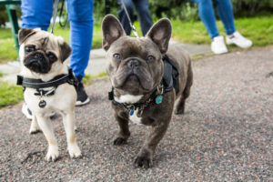 Are French Bulldogs easy to house train?