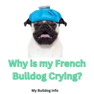 Why is my French bulldog crying