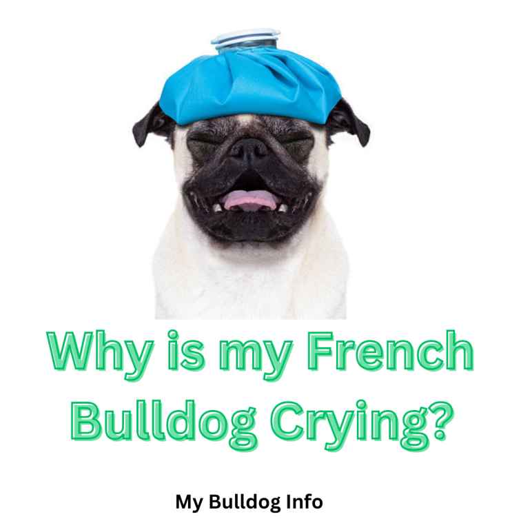 Why is my French bulldog crying