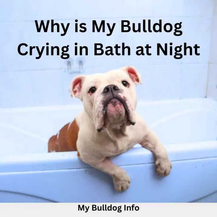 bulldog crying in bath