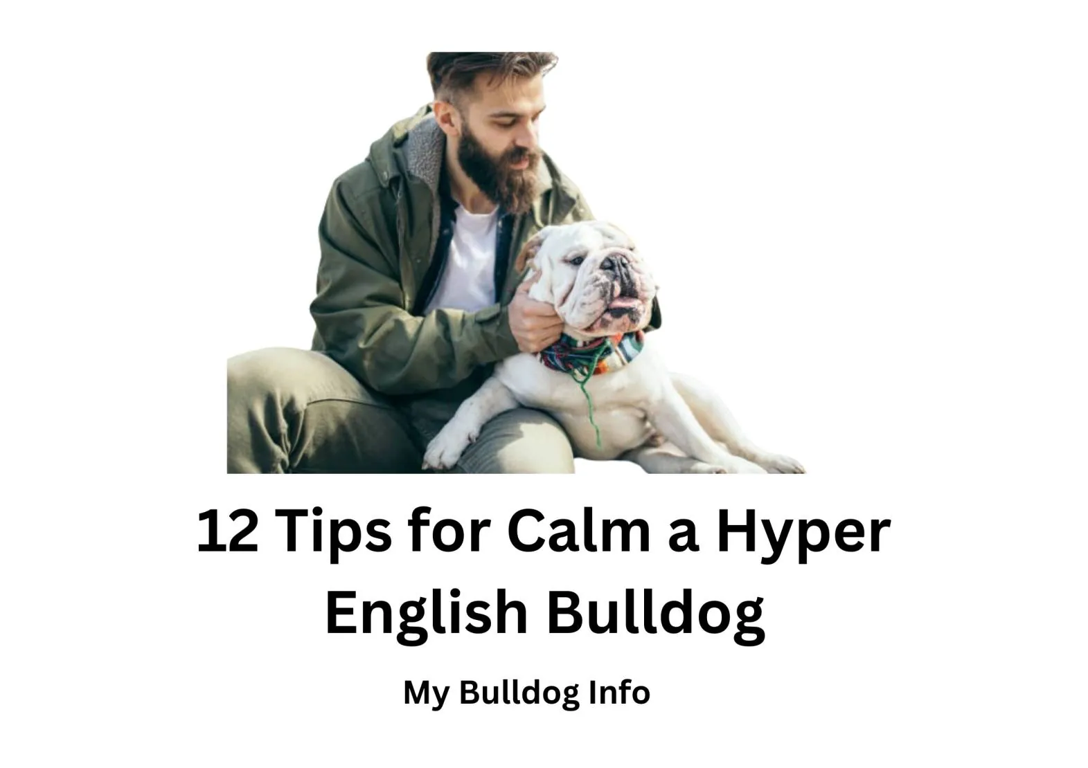 How to Calm a Hyper English Bulldog