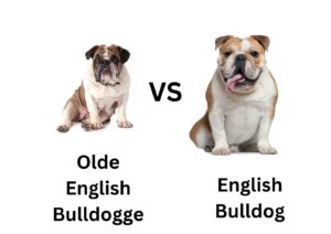 Olde English Bulldogge vs English Bulldog