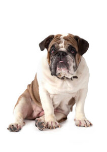 Olde English Bulldogge vs English Bulldog