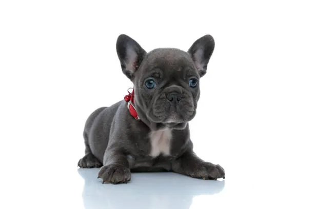 Blue French Bulldog