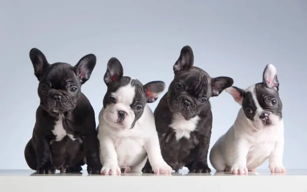 Breeding French Bulldogs 2024