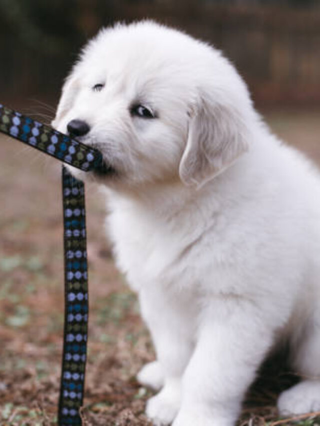 how to stop puppy biting leash
