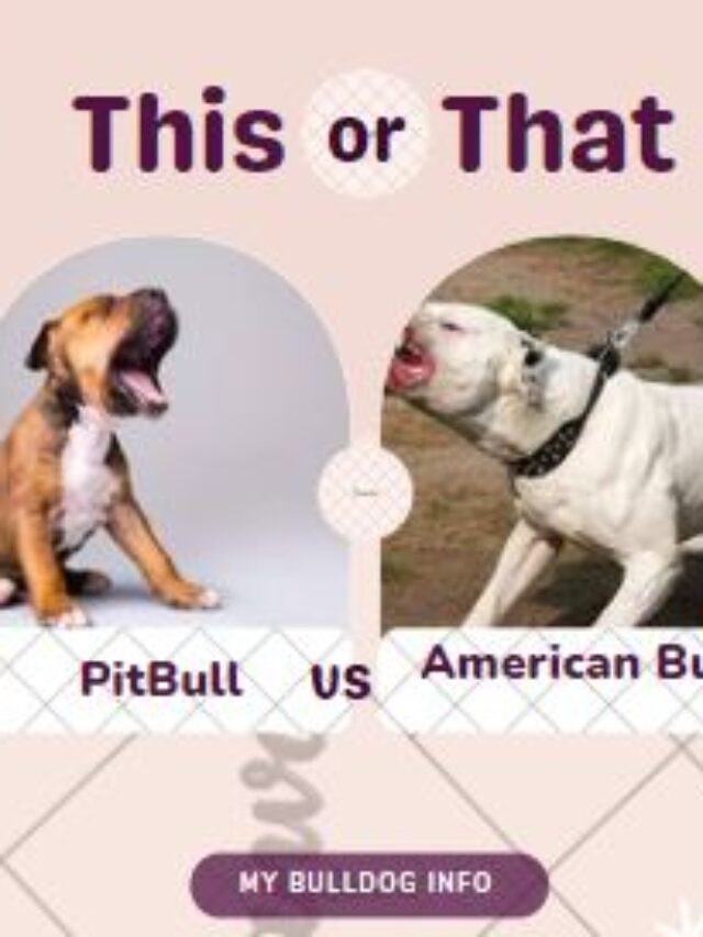 american bulldog vs pitbull