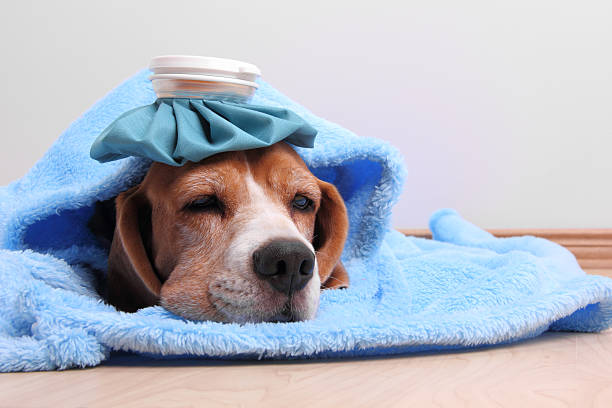 How to Reduce Fever in Dog