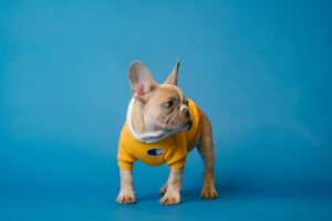 Is A French Bulldog a good pet?