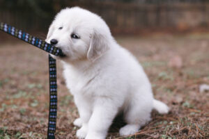 how to stop puppy biting leash