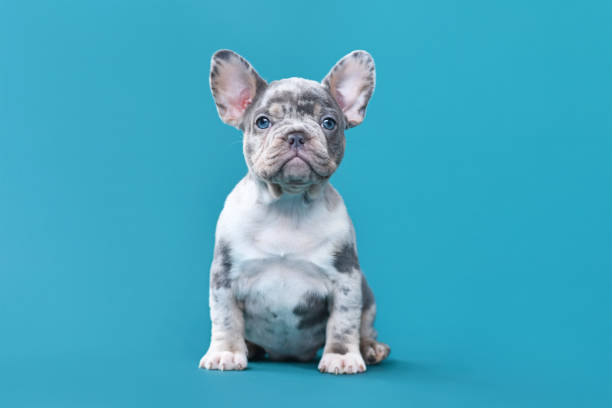 Why are Merle French Bulldogs so Expensive