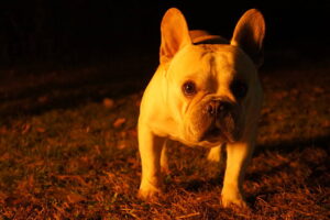 Why Do Bulldogs Bark at Night