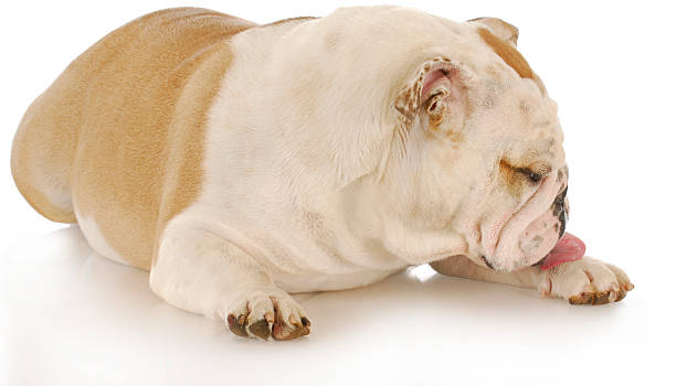 French Bulldog Skin Bumps