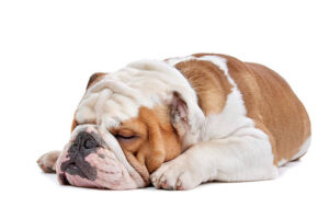 why do bulldogs sleep so much