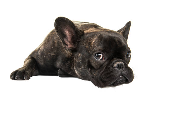 Why do French Bulldog Sleep With Eyes Open