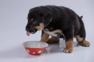 puppy vomiting after eating