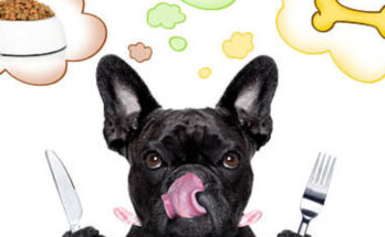 Is Chicken Not Good For French Bulldogs?