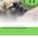 7 Easy Tips to Stop Dog Biting Habit