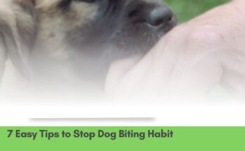 7 Easy Tips to Stop Dog Biting Habit