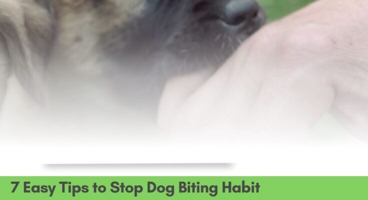 7 Easy Tips to Stop Dog Biting Habit