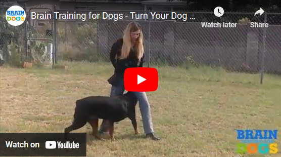 training your puppy not to bite