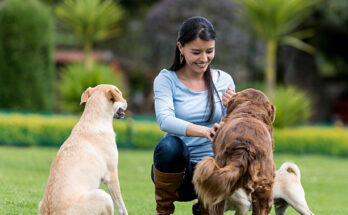 How to Train a Dog