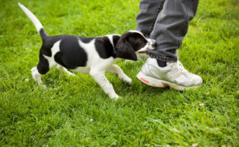 training your puppy not to bite