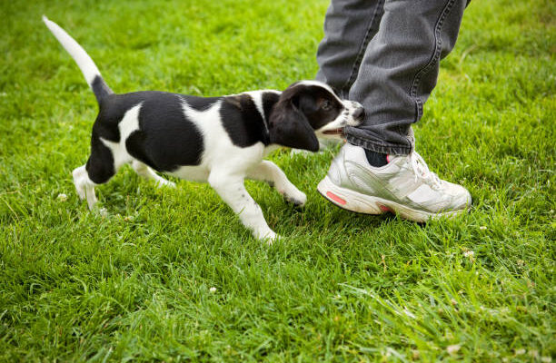 training your puppy not to bite